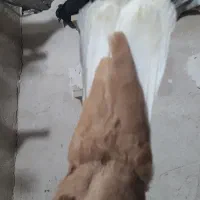 سرخ و زردو سبزو سیاه همه دمسفید تخت تخت