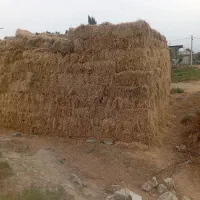 کاه برنج توافقی|حیوانات مزرعه|بندر ترکمن, |دیوار