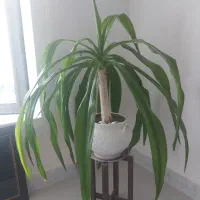 گل برگ ذرتی