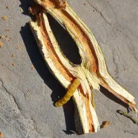 هرس باغبانی،گلکاری،نهال کاری،گل کاری،حرس درخت|خدمات باغبانی و درختکاری|مشهد, دوست آباد|دیوار