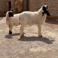 دو بره نر مری لنگ جمل