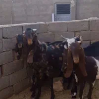 بز کامور پتیری و سانن|حیوانات مزرعه|بردسکن, |دیوار