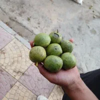 گردو تویسرکان