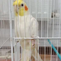 عروس هلندی بالغ|پرنده|گنبد کاووس, |دیوار