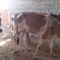 گاوباگوساله|حیوانات مزرعه|اهواز, کوی باهنر|دیوار
