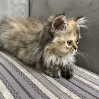 واگذاری گربه پرشین|گربه|مهاباد (آذربایجان غربی), |دیوار