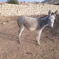 فروش ماده الاغ|حیوانات مزرعه|کوهدشت, |دیوار