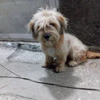 توله یک ساله نیت|سگ|نیشابور, شهرک بهداری|دیوار