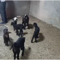 شش عدد بره شیری یک نر 5عدد ماده