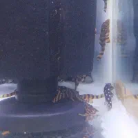 پلکو ال۳۹۷ و ال۲۰۱ کت فیش L 397 ماهی