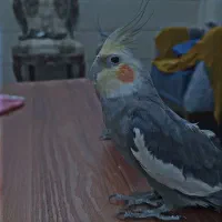 عروس هلندی جفت