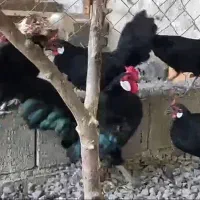 فروش مرغ و خروس رزکامپ مشکی