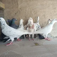 کبوتر پلاکی|پرنده|یزد, |دیوار