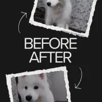 اصلاح و شستشوی حیوانات (سگ و گربه) در کلینیک|خدمات پیشه و مهارت|یزد, |دیوار