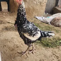 مرغ تخم گذار لاری جوان و زیبا