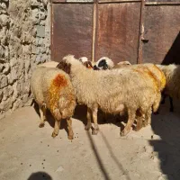 ۱۰عدد گوسفند شک شیره دار پستان کرده سنگین