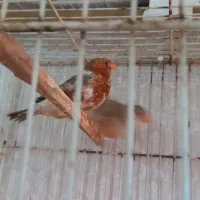 فنج ۳جفت|پرنده|بندرعباس, |دیوار