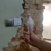 عروس هلندی صحبت کن ، آلبینو