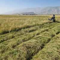 کامباین علف زنی