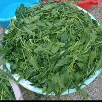 سبزی خانگی