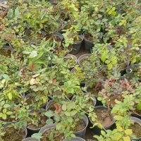 گل رز در مدل های مختلف