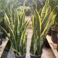 سانسوریا  انواع گل وگیاه اپارتمانی