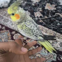 جوجه عروس هلندی مرواریدی