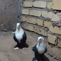 فروش کبوتر|پرنده|رشتخوار, |دیوار