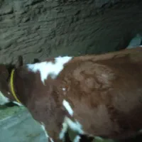 گاو شیری|حیوانات مزرعه|سراجو, |دیوار