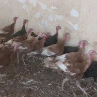 ۱۸عددبوقلمون نر وماده|حیوانات مزرعه|زیویه, |دیوار