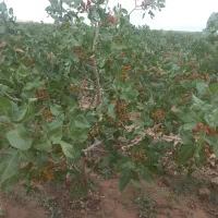 باغ-ویلایی-داخل-بافت-روستا-با-سند-تک-برگ