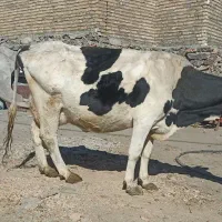 گاو وگوساله|حیوانات مزرعه|دهگلان, |دیوار