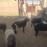 بره نر|حیوانات مزرعه|قم, پردیسان|دیوار