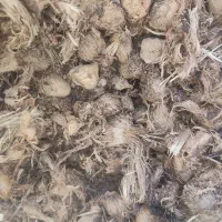 فروش پیاز زعفران و زعفران|گل و گیاه طبیعی|یزد, |دیوار