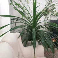 گل طبیعی پاندانوس بلک|گل و گیاه طبیعی|محلات, |دیوار