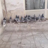 دمگیر خرقه ابربادی