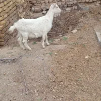 کره|حیوانات مزرعه|تفت, |دیوار