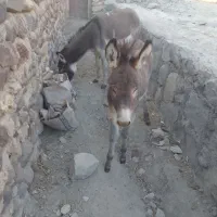 دو عدد خر|حیوانات مزرعه|ماهنشان, |دیوار