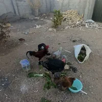 خروس دورگه و دو عدد بوقلمون ماده