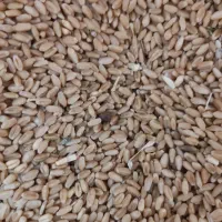 فروش گندم درجه وتمیز
