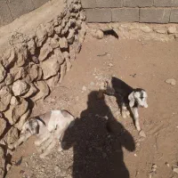 کهره شیری|حیوانات مزرعه|طسوج, |دیوار