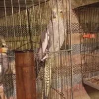 عروس هلندی|پرنده|هریس, |دیوار