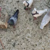 تعدادی طوقی نر و ماده وجوجه|پرنده|کرج, دولت‌آباد|دیوار