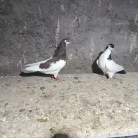 کفتر جفت گاه