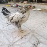 مرغ سرحال|حیوانات مزرعه|یزد, |دیوار