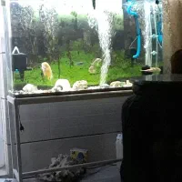 ماهی چانا ماهی لجن خوار|ماهی|شیراز, شهرک رضوان|دیوار