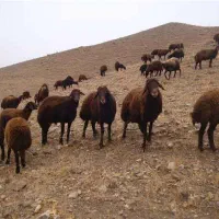 آغل گوسفند