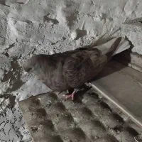 کفتر دم سفید ماده|پرنده|شهریار, شهرک بهاران (ویره)|دیوار