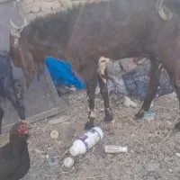 چبش پاکستانی|حیوانات مزرعه|نهبندان, |دیوار