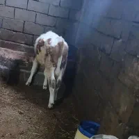 قیمت ۱۴۰۰۰۰۰